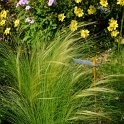 Stipa arundinacea 'Pheasant Tail' (3)
